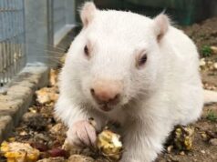 Início da primavera ou mais 6 semanas de inverno? Marmotas (e uma lagosta) definidas para previsões Ícone de conversão de texto em fala