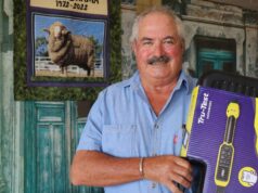 Intensa competição no ringue provavelmente pelos principais prêmios Merino e Poll Merino Intensa competição no ringue provavelmente pelos principais prêmios Merino e Poll Merino