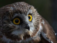 Inverno nevado em NS empurrando pequenas corujas afiadas para áreas mais populosas Ícone de conversão de texto em fala