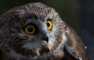 Inverno nevado em NS empurrando pequenas corujas afiadas para áreas mais populosas Ícone de conversão de texto em fala