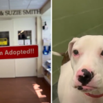 Lágrimas quando cadela surda percebe que finalmente está sendo adotada em um abrigo