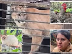 Leão da montanha faminto preso no quintal da família SoCal após invadir o galinheiro Leão da montanha faminto preso no quintal da família SoCal após invadir o galinheiro