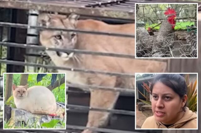 Leão da montanha faminto preso no quintal da família SoCal após invadir o galinheiro
