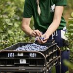 No Reino Unido, as vendas cresceram 40% nos últimos três anos