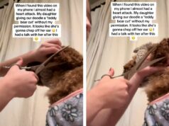 Momento em que a mãe percebe que a filha decidiu fazer uma reforma no cachorro com uma tesoura Daughter grooms family dog