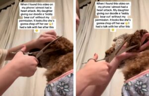 Momento em que a mãe percebe que a filha decidiu fazer uma reforma no cachorro com uma tesoura Daughter grooms family dog