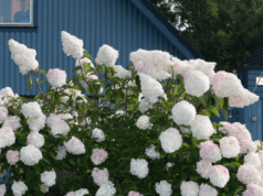 Motlys da Noruega embarca em ‘Um telefone toca no meio da noite’, da Ruben Östlund Label Plattform Produktion (EXCLUSIVO) Motlys da Noruega embarca em 'Um telefone toca no meio da noite', da Ruben Östlund Label Plattform Produktion (EXCLUSIVO)