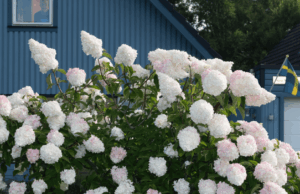 Motlys da Noruega embarca em ‘Um telefone toca no meio da noite’, da Ruben Östlund Label Plattform Produktion (EXCLUSIVO) Motlys da Noruega embarca em 'Um telefone toca no meio da noite', da Ruben Östlund Label Plattform Produktion (EXCLUSIVO)