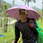 Movidos pelo dinheiro, movidos pela paixão: Catadores de chá migrantes de Kerala, Índia