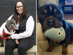 Mulher promove cachorro de resgate – o que ele faz no primeiro dia mostra que não é temporário Mulher promove cachorro de resgate – o que ele faz no primeiro dia mostra que não é temporário