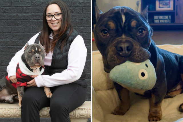 Mulher promove cachorro de resgate – o que ele faz no primeiro dia mostra que não é temporário
