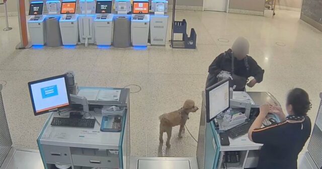 Mulher supostamente abandonou cachorro no balcão da JetBlue no aeroporto GettyImages-607821858-rapper-and-streamer-aspen-kartier-preso-por-supostamente-abuso-de-cachorro