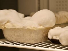 NS empresário desenvolvendo raízes de cogumelos como produto alimentar sustentável e rico em proteínas Uma mulher está em um laboratório universitário.