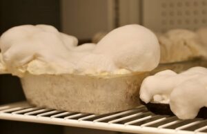 NS empresário desenvolvendo raízes de cogumelos como produto alimentar sustentável e rico em proteínas Uma mulher está em um laboratório universitário.