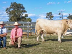 Nollers dá um passo atrás: grandes mudanças de liderança anunciadas para Palgrove Stud Nollers dá um passo atrás: grandes mudanças de liderança anunciadas para Palgrove Stud