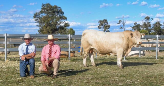 Nollers dá um passo atrás: grandes mudanças de liderança anunciadas para Palgrove Stud
