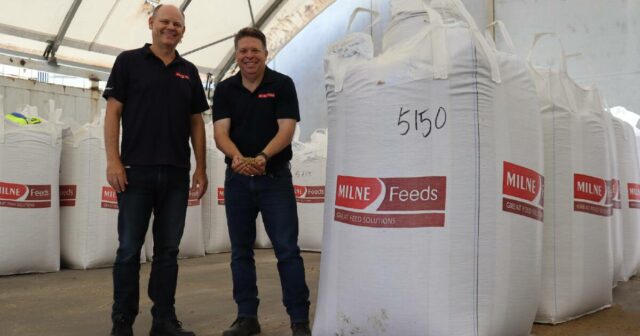 Nova ração peletizada para ovelhas promete aumentar a produtividade e reduzir as emissões
