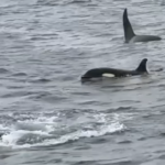 Seis orcas foram filmadas matando violentamente um grande tubarão branco nas Ilhas Netuno, no sul da Austrália, em 2015.