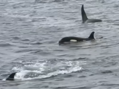 Novo estudo desmascara a teoria sobre por que os tubarões fugiram das ilhas australianas após um ataque violento Seis orcas foram filmadas matando violentamente um grande tubarão branco nas Ilhas Netuno, no sul da Austrália, em 2015.