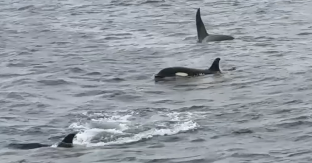 Seis orcas foram filmadas matando violentamente um grande tubarão branco nas Ilhas Netuno, no sul da Austrália, em 2015.