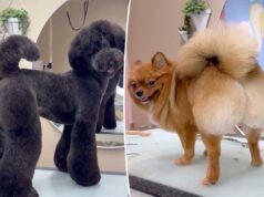 O bebê voltou: conheça o tratador que desencadeou uma mania de BBL – para cachorros O bebê voltou: conheça o tratador que desencadeou uma mania de BBL - para cachorros