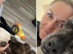 O cachorro de Lindsey Vonn morreu um dia após seu acidente nas Olimpíadas de Milão Cortina Lindsey vonn legenda de cachorro insta