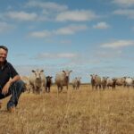 O gado Murray Gray não estava no plano original para este empreendimento no sul