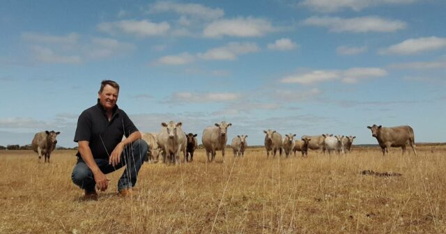 O gado Murray Gray não estava no plano original para este empreendimento no sul
