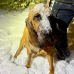 O Departamento de Polícia de Gastonia K-9 Bo está coberto de neve depois de ajudar na busca por um menino desaparecido com necessidades especiais em 31 de janeiro de 2026.