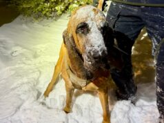 O heróico policial K-9 da Carolina do Norte, chamado Bo, rastreia adolescente desaparecido, de 13 anos, com necessidades especiais durante o ciclone-bomba O Departamento de Polícia de Gastonia K-9 Bo está coberto de neve depois de ajudar na busca por um menino desaparecido com necessidades especiais em 31 de janeiro de 2026.