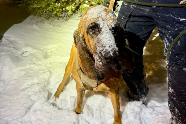 O Departamento de Polícia de Gastonia K-9 Bo está coberto de neve depois de ajudar na busca por um menino desaparecido com necessidades especiais em 31 de janeiro de 2026.