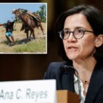 O juiz que bloqueou as deportações haitianas de Trump financiou os democratas – incluindo Biden, que permitiu a entrada de migrantes