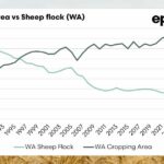 O ponto de inflexão: WA agora tem uma ovelha para cada hectare de terra cultivada