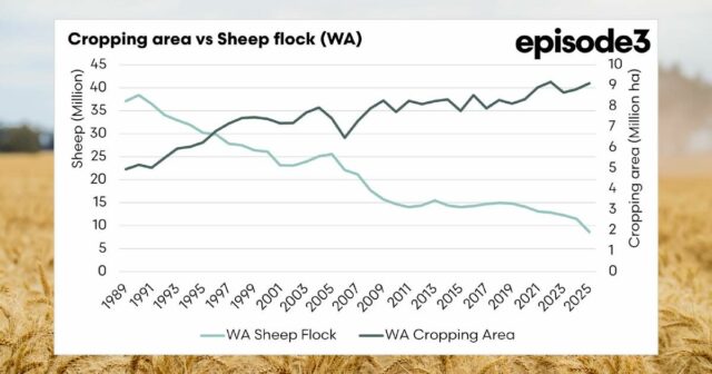 O ponto de inflexão: WA agora tem uma ovelha para cada hectare de terra cultivada
