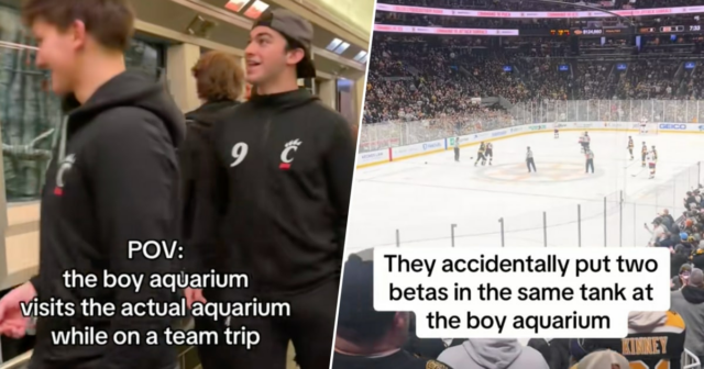 O que é um 'aquário de meninos' e como a 'rivalidade acalorada' o tornou a maior tendência do hóquei?
