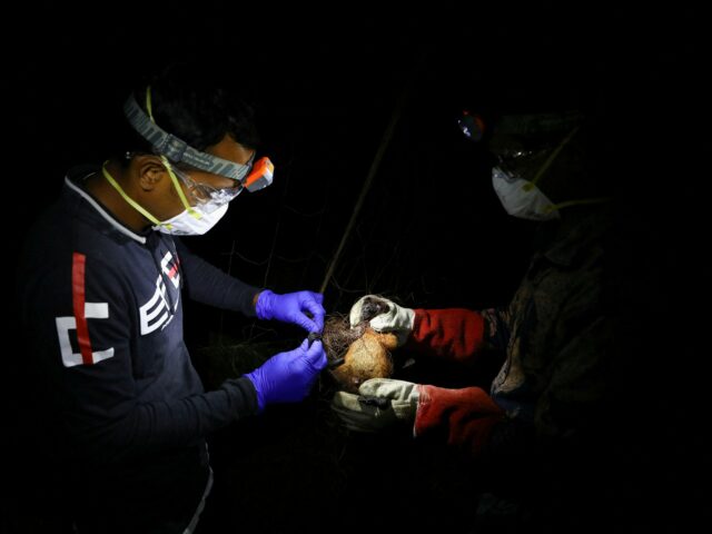 OMS diz que caso fatal do vírus Nipah foi confirmado em Bangladesh
