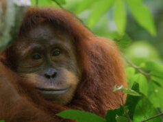 ‘Orangotango’ da Disneynature, narrado por Josh Gad, marca estreia no Disney + 'Orangotango' da Disneynature, narrado por Josh Gad, marca estreia no Disney +