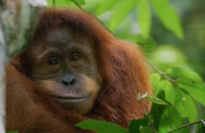 ‘Orangotango’ da Disneynature, narrado por Josh Gad, marca estreia no Disney + 'Orangotango' da Disneynature, narrado por Josh Gad, marca estreia no Disney +