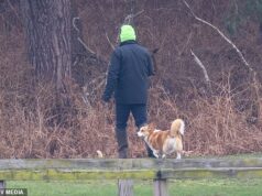 Os corgis da rainha também foram despejados: cães reais são vistos passeando na propriedade de Sandringham após a mudança de Andrew de Windsor Andrew Mountbatten-Windsor parece ainda estar cuidando dos corgis da falecida Rainha Elizabeth, apesar de seu despejo do Royal Lodge em Windsor