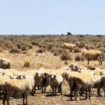Outra estação gigante de ovelhas em Nullarbor à venda, depois que os vizinhos foram vendidos