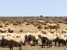 Outra estação gigante de ovelhas em Nullarbor à venda, depois que os vizinhos foram vendidos Outra estação gigante de ovelhas em Nullarbor à venda, depois que os vizinhos foram vendidos