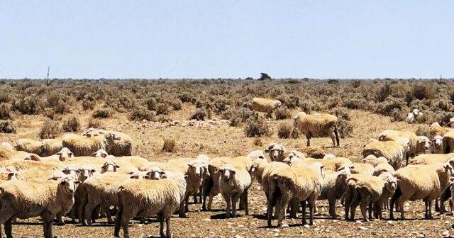 Outra estação gigante de ovelhas em Nullarbor à venda, depois que os vizinhos foram vendidos
