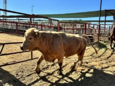 Parasita comedor de carne provoca declaração de desastre no Texas bicheira de perto