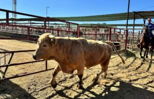 Parasita comedor de carne provoca declaração de desastre no Texas bicheira de perto
