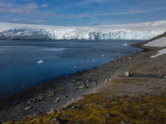 Pesquisadores ficaram surpresos após documentar a primeira morte em massa de animais: “Nós deixamos escapar por entre nossos dedos” Yahoo news home
