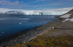 Pesquisadores ficaram surpresos após documentar a primeira morte em massa de animais: “Nós deixamos escapar por entre nossos dedos” Yahoo news home