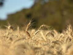 Por que rendimentos quase recordes não se traduziram em otimismo para os produtores de grãos Por que rendimentos quase recordes não se traduziram em otimismo para os produtores de grãos