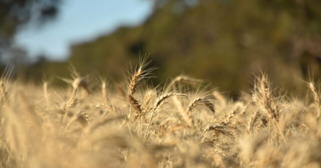 Por que rendimentos quase recordes não se traduziram em otimismo para os produtores de grãos
