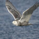 Ícone de conversão de texto em fala