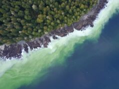 Primeiros sinais de desova de arenque geram entusiasmo na Ilha de Vancouver Ícone de conversão de texto em fala